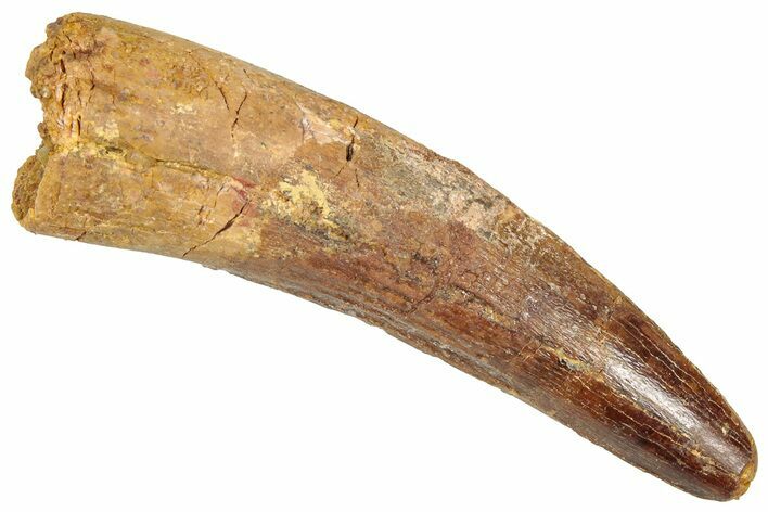 Fossil Spinosaurus Tooth - Real Dinosaur Tooth #357808